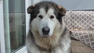 Jenson the Alaskan malamute Christmas calendar day 18 [upl. by Narol]