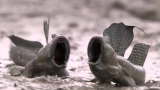 Mudskippers screaming fish Wait for it [upl. by Nurav]