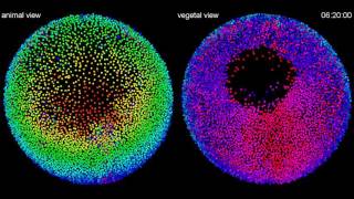 Cell Lineage Reconstruction of Zebrafish Embryo Development [upl. by Seaton]