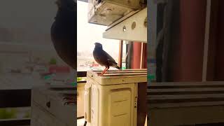 Mynah Couple 😆Jaanmoni biggboss funny comedy trending shorts [upl. by Tihw602]