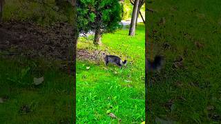 The beautiful furry cat got scared and ran away [upl. by Ellerahc]