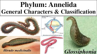 Annelida  Phylum Annelida  General characters of Annelida  Classification of phylum Annelida [upl. by Osbourne]