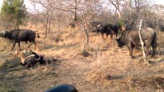 INCREDIBILE LEONI VS BUFALI MPUMALANGA RISERVA TORNYBUSH SUDAFRICA [upl. by Coben]