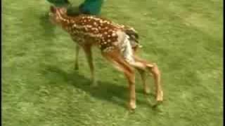 6Legged Deer Attacked By Dog [upl. by Harriette220]