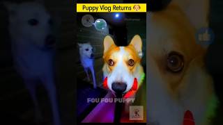 चिंटू का व्लॉग 🐶 vlogging dog hindi  dog vlogger cutepuppies puppyvlog [upl. by Selinda226]