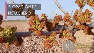 Floración del PISTACHERO  1º parte 11 de Abril del 2021  El cultivo del pistacho 🌳 [upl. by Adihsar]