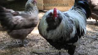 Silver Ameraucana [upl. by Dorothi]