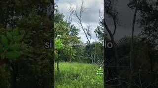 poesía poesia palabraa bosque camino senderismo [upl. by Gusta]