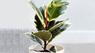 FICUS ELASTICA PROPAGATION  Air Layering [upl. by Atteuqram]