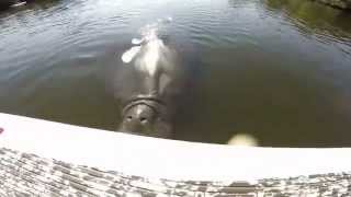 Huge Manatee Attacks Stand Up Paddle Board Fisherman [upl. by Jung929]