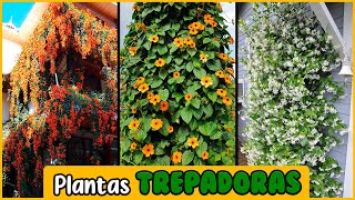 15 Increíbles Plantas Trepadoras [upl. by Pardew]