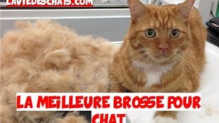 LA MEILLEURE BROSSE POUR CHAT 🐱 [upl. by Olsewski]