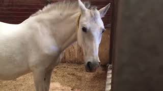 Behind the Scenes Chapel Creek Ranch [upl. by Cosette]