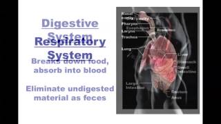 Human Anatomy and Physiology Organ Systems [upl. by Llahsram]