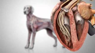 Canine Heartworm Disease [upl. by Hinze865]