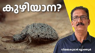 തുമ്പിയുടെ ലാർവ അല്ല കുഴിയാന ANTLION LACEWING IS NOT DRAGONFLY കുഴിയാന antlion insects തുമ്പി [upl. by Dougie]