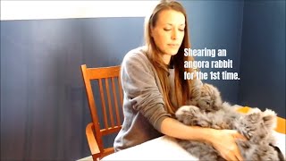 Shearing an angora rabbit for the first time How to shear an angora rabbit easily Tips and tricks [upl. by Ahseirej395]