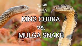 King cobra vs Mulga snake  Battle of the deadly snakes [upl. by Walter]