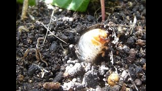 Rosenkäfer Larve Engerling buddelt sich ein  Cetonia aurata Rose chafer larvae [upl. by Bricker50]