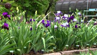 Iris Breeding at Stout Gardens [upl. by Zinck]