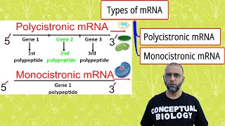 Polycistronic mRNA amp Monocistronic mRNA with Dr Sohail Jamil Qureshi l MDCAT Biology l AP Biology [upl. by Haraz]