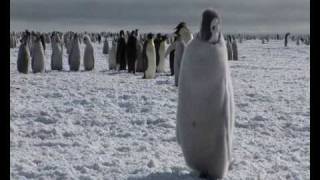 Pinguinsimperadores na Antártica [upl. by Acinaj]