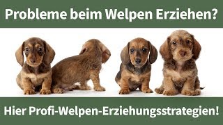 Welpen erziehen ► Erfahre wie aus Deinem Welpen ein ruhiger und entspannter Begleiter wird [upl. by Anwad127]