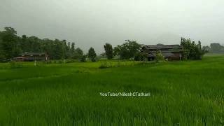 Rice Fields in Konkan  Konkan in Monsoon [upl. by Ferdinande]