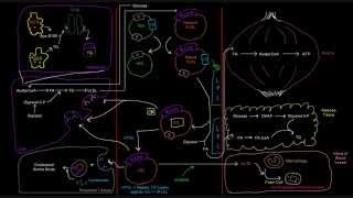 Lipoproteins Part 5 of 7  IDL Intermediate Density Lipoprotein [upl. by Aicile]