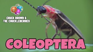 Coleoptera · Chuck Brown amp The Chuckleberries [upl. by Edwin]