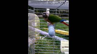 Conure pyrrhura molinae dit bisou [upl. by Nowd]