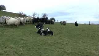 Nij Vyas Sheepdogs Skye pups First outing to the Farmmov [upl. by Ellehsram438]