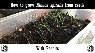 How to grow Albuca spiralis from seeds with results [upl. by Anthiathia]