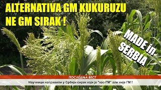 PRVI NA SVETU ALTERNATIVA GM kukuruzu  NAPRAVLJENA U SRBIJI  PITOMI SIRAK OTPORAN NA HERBICIDE [upl. by Islek]