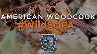 Woodcock WildSciPA [upl. by Namsu986]