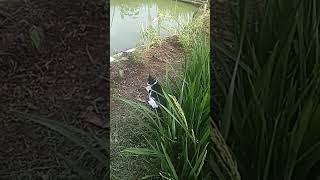 kucing sedih lagi menyendiri shortvideo [upl. by Rebme]