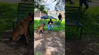 Malinois salva a niño de un S3CUESTR4DOR 😱 DRAMATIZACIÓN perros adiestramientocanino malinois [upl. by Rees372]