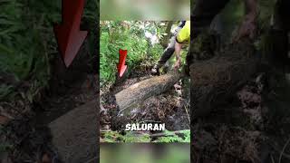 Saluran air di penuhi akar pohon shorts [upl. by Alih]