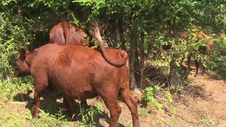 Red Poll Cattle  on the move  episode 2 [upl. by Nageet]