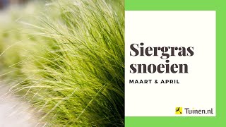 Siergras snoeien in maart en april  Tuinennl [upl. by Aeiram]