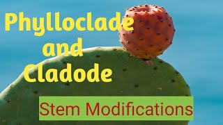 Stem Modifications Phylloclade and Cladode phyllocladecladodephyllode [upl. by Areemas]