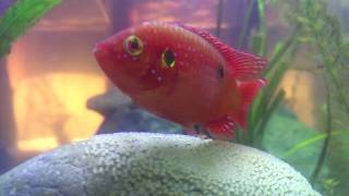 Jewel Cichlid Spawn 4  Parenting at its best [upl. by Carberry282]