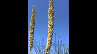 Dasylirion longissimum Mexican Grass Tree [upl. by Enecnarf19]