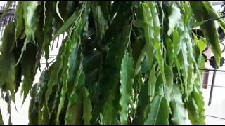 How to grow ashoka polyalthia longifolia tree and its care [upl. by Thaddus]