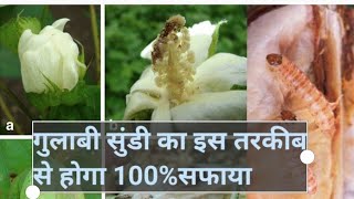 गुलाबी सुंडी का 100 सफाया how to control pinkbollworm gulabisundi cottonspray cotton farming [upl. by Euqininod]