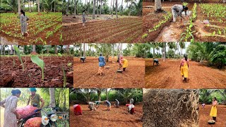 மஞ்சள் தோட்டத்த பாத்து பொண்ணு தந்தாங்க🪴 ஆன இப்ப பாருங்கTurmeric farmingmanjal cultivation🌱🌿 [upl. by Crista]