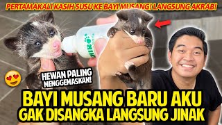 BAYI MUSANG BARU AKU GAK DISANGKA LANGSUNG JINAK PERTAMA KALI KASIH SUSU KE MUSANG HEWAN TERGEMES [upl. by Mcclenaghan]