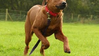 Rascal  Rhodesian Ridgeback Puppy  2 Week Residential Dog Training [upl. by Kirbee599]