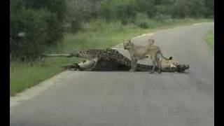 First EVER quotLion KILLS Giraffequot Caught on Tape [upl. by Neda]