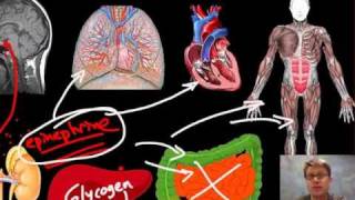 Respiration Gas Exchange [upl. by Cornall360]